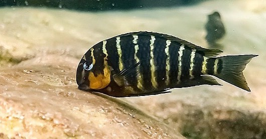 Tropheus sp. 'mpimbwe' Katondo Point